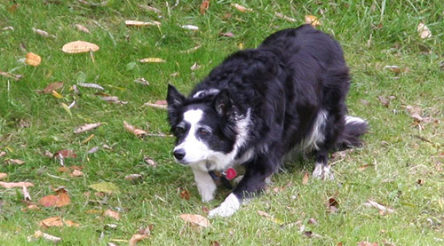 Katie stalks some geese