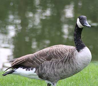 The Lone Goose