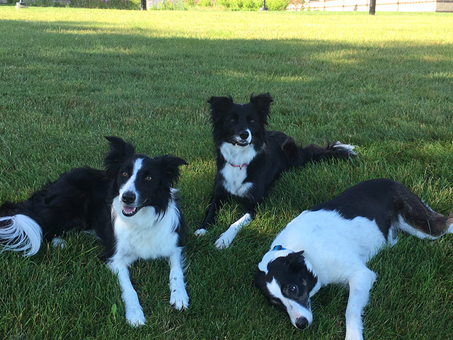 Stormie, Dixie & Pearl